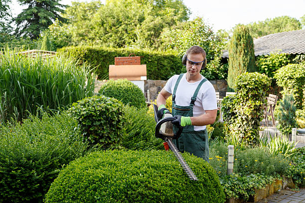 How Our Tree Care Process Works  in  Eutaw, AL